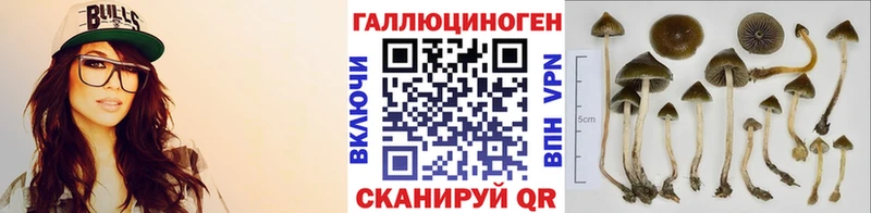 как найти закладки  Багратионовск  Псилоцибиновые грибы Psilocybine cubensis 